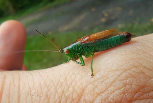 Réf. 308 453 : Conocephalus dorsalis
